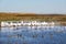 A flock of American white pelicans, Baylands Park, San Francisco bay area, Palo Alto, California