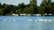 Flock of American White Pelicans on lake in Bemidji Minnesota