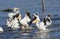 A flock of American white pelicans Pelecanus erythrorhynchos landing on Lake