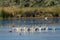 Flock of American White Pelicans Resting and Feeding in the Marsh