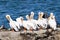 A flock of American white pelicans, Sunnyvale bay trail, south San Francisco bay area, California