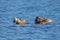 Flock of American Wigeon