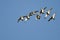 Flock of American Wigeons Flying in a Blue Sky