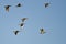 Flock of American Wigeons Flying in a Blue Sky