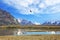 The flock of Andean condors flying on the lake