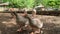 Flock angry goose hissing in a bird farm close-up