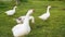 Flock angry goose hissing on walk at green pasture on bird farm. White domestic geese grazing on green meadow in