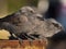 Flock of Apostlebirds