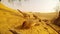 Flock of arabian babbler has dinner in sand in front of camera on sunset desert landscape close up
