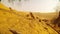 flock of arabian babbler has dinner in sand on sunset desert landscape