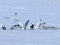 A flock of arctic birds in the Svalbard archipelago, Norway