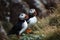 Flock of atlantic puffin or common puffin standing on the meadow. Birds. Wild Animals. illustration. Generative AI