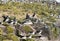 Flock of Atlantic Puffins nesting on the cliffs on The Farne Islands