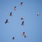 Flock of Australian Galahs Flying