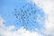 A flock of Australian Ibis in blue skies