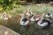 Flock of Australian pelican Pelecanus conspicillatus