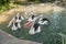 Flock of Australian pelican Pelecanus conspicillatus in the pond