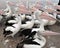 Flock of Australian pelican, white bird, australia