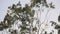 A Flock of Australian Sulphur-Crested White Cockatoos Flying Around In Swaying Tree Tops On A Windy Day