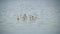 A flock of avocet birds sleeping at the edge of a lake in serengeti