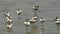 flock avocet sleeping at a lake edge in serengeti