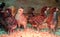 Flock of Baby Chicks Under Heat Lamp