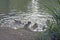 A flock of baby ducklings swimming on the lake