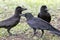 Flock of balck raven crow bird on natural field