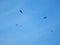 Flock Of Bald Eagles Soaring In The Blue Sky Above The Valley