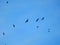 Flock Of Bald Eagles Soaring In The Blue Sky Above The Valley