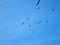 Flock Of Bald Eagles Soaring In The Blue Sky Above The Valley