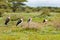 Flock of Bald-headed Marabou stork bird standing in meadow at Serengeti National Park in Tanzania, Africa