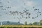 A flock of Barnacle Geese, Branta leucopsis, flying in a blue sky. Above grass and reeds in autumn. In their habitat