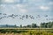 A flock of Barnacle Geese, Branta leucopsis, flying in a blue sky. Above grass and reeds in autumn. In their habitat