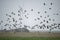 A flock of Barnacle geese is dangerous close close to large  windmill blades