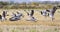 Flock of Barnacle Geese Flying