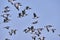 Flock of barnacle geese flying in the blue sky
