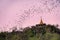 Flock of bat flying through golden pagoda to hunting food