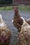 A flock of battery farmed chickens going free ranged