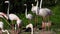 Flock of beautiful flamingo birds walk on the river side