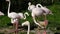 Flock of beautiful flamingo birds walk on the river side