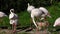 Flock of beautiful flamingo birds walk on the river side