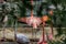 Flock of beautiful and graceful flamingo on the pond.