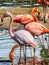 Flock of beautiful and graceful flamingo on the pond.