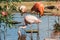 Flock of beautiful and graceful flamingo on the pond.