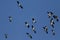 A flock of beautiful Lapwing,Vanellus vanellus, flying in the blue sky.