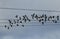 A flock of beautiful Lapwing,Vanellus vanellus, flying in the sky very close to overhead power lines.