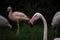 Flock of beautiful pink flamingos in love near the river