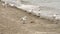 Flock of beautiful seagulls on remote sandy beach at evening. Waves on mediterranean sea