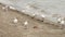 Flock of beautiful seagulls on remote sandy beach at evening. Waves on mediterranean sea